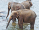 Elefanten-Waisenhaus